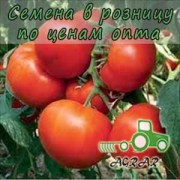 Купить семена томатов Панекра F1