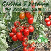 Купить семена томатов Перфектпил F1 в Украине