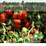 Купить семена томатов Пьетра Росса F1 в Украине