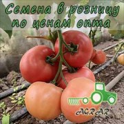 Купить семена томатов PL 6210 F1 в Украине