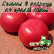 Купить семена томатов PL 6210 F1
