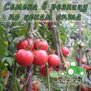 Купить семена томатов Победа F1