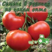 Купить семена томатов Президент II F1