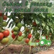 Купить семена томатов Ралли F1 в Украине