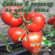Купить семена томатов Саймон F1