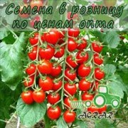 Купить семена томатов Сакура F1 в Украине