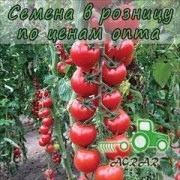 Купить семена томатов Сакура F1
