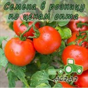 Купить семена томатов Санька