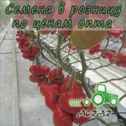 Купить семена томатов Сарра F1 в Украине