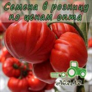 Купить семена томатов Сарра F1