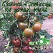 Купить семена томатов Сашер F1 в Украине