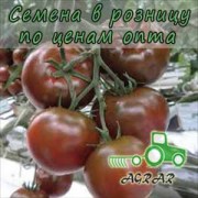 Купить семена томатов Сашер F1