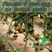Купить семена томатов Шахор F1 в Украине