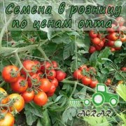 Купить семена томатов Шаста F1 в Украине