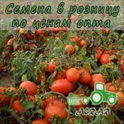 Купить семена томатов Шейк в Украине