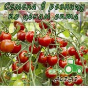 Купить семена томатов Стромболино F1