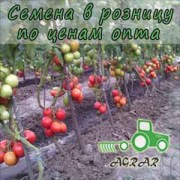 Купить семена томатов Толстой F1 в Украине