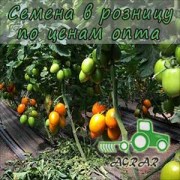 Купить семена томатов ТS 02-0477 F1 в Украине