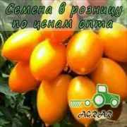 Купить семена томатов ТS 02-0477 F1