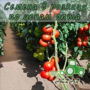 Купить семена томатов Уманья F1 в Украине