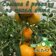 Купить семена томатов Ямамото (KS 10) F1 в Украине